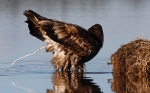 Orel mořský (Haliaeetus albicilla)