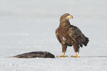 Orel mořský (Haliaeetus albicilla)