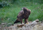 Orel skalní (Aquila chrysaetos)