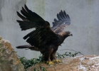 Orel skalní (Aquila chrysaetos)