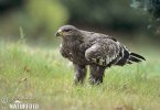 Orel stepní (Aquila nipalensis)