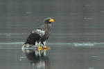 Orel východní (Haliaeetus pelagicus)