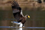 Orel východní (Haliaeetus pelagicus)