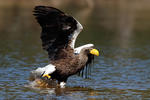 Orel východní (Haliaeetus pelagicus)