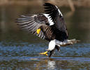 Orel východní (Haliaeetus pelagicus)