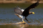 Orel východní (Haliaeetus pelagicus)