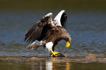 Orel východní (Haliaeetus pelagicus)