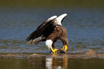 Orel východní (Haliaeetus pelagicus)