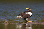 Orel východní (Haliaeetus pelagicus)