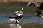 Orel východní (Haliaeetus pelagicus)