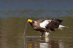 Orel východní (Haliaeetus pelagicus)