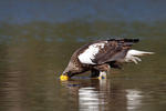 Orel východní (Haliaeetus pelagicus)