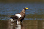 Orel východní (Haliaeetus pelagicus)