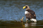 Orel východní (Haliaeetus pelagicus)