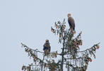 Orel východní (Haliaeetus pelagicus)