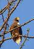 Orel východní (Haliaeetus pelagicus)