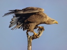 Orliak morský (Haliaeetus albicilla)