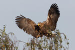 Orliak morský (Haliaeetus albicilla)