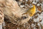 Otrávený orel mořský (Haliaeetus albicilla)