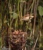 Palašníček tamaryškový (Acrocephalus melanopogon)