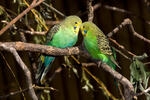 Papagájec (Melopsittacus undulatus)