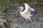 Pelikán bílý (Pelecanus onocrotalus)