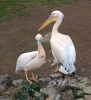 Pelikán bílý (Pelecanus onocrotalus)