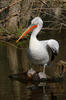 Pelikán kadeřavý (Pelecanus crispus)