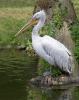 Pelikán kadeřavý (Pelecanus crispus)