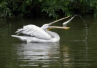 Pelikán kučeravý (Pelecanus crispus)