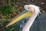 Pelikán ružový (Pelecanus onocrotalus)