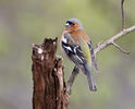 Pěnkava obecná (Fringilla coelebs)