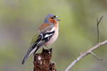 Pěnkava obecná (Fringilla coelebs)