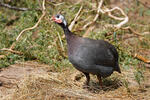 Perlička kropenatá (Numida meleagris)