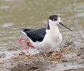 Pisila čáponohá (Himantopus himantopus)