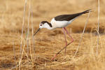 Pisila čáponohá (Himantopus himantopus)