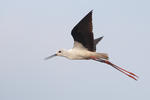 Pisila čáponohá (Himantopus himantopus)