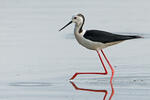 Pisila čáponohá (Himantopus himantopus)