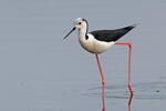 Pisila čáponohá (Himantopus himantopus)