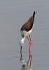 Pisila čáponohá (Himantopus himantopus)