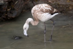 Plameňák růžový (Phoenicopterus roseus)