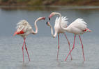 Plameňák růžový (Phoenicopterus roseus)