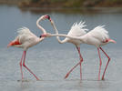 Plameňák růžový (Phoenicopterus roseus)