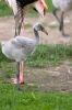 Plameňák růžový (Phoenicopterus roseus)