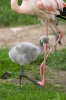 Plameňák růžový (Phoenicopterus roseus)