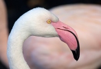 Plameňák růžový (Phoenicopterus roseus)