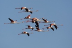 Plameňák růžový (Phoenicopterus roseus)