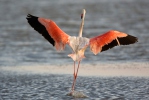 Plameňák růžový (Phoenicopterus roseus)