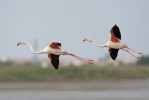 Plameňák růžový (Phoenicopterus roseus)