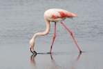 Plameňák růžový (Phoenicopterus roseus)